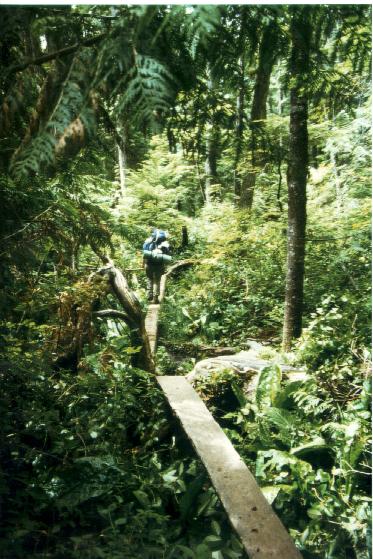 Boardwalk through dense forest