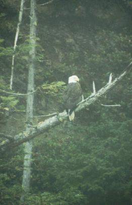 Bald eagle perched at Cullite Cove campground