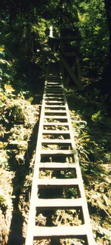 Ladders leading up into the forest